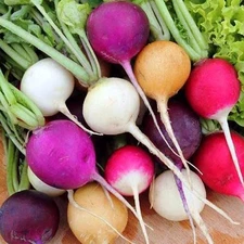 - Seeds Radish Rainbow Mix Harvest Within 25 Days - Heirloom Vegetable - GMO ...