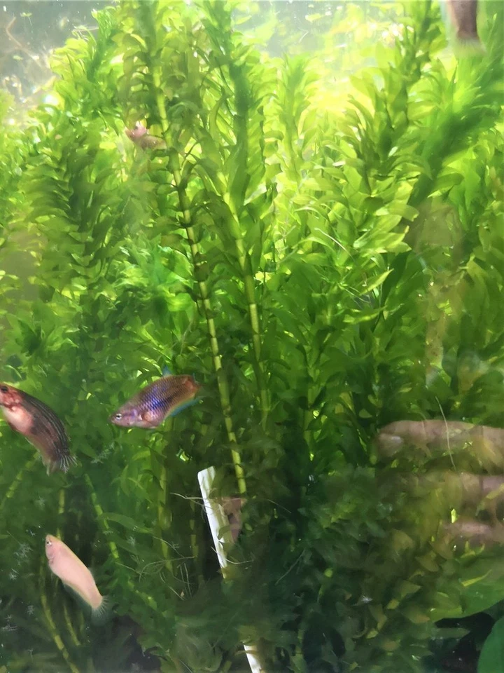 EGERIA DENSA PLANTE AQUATIQUE - PLANTE AQUARIUM - Photo 1/1