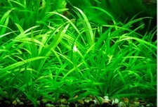 Amazon Sword Tropical Echinodorus magdalensis  AQUARIUM PLANTS SHRIMP SAFE