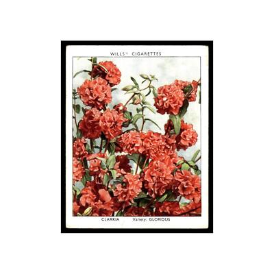Clarkia 1939 Wills Cigarettes Garden Flowers New Varieties #7 Baseball Card  VG