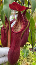 Nepenthes petiolata - assorted clones: BE-3913 LARGE - pitcher plant
