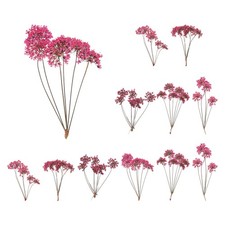 12 Pcs Lace Natural Real Pressed Dried Flower for Art Craft DIY, Rose Red