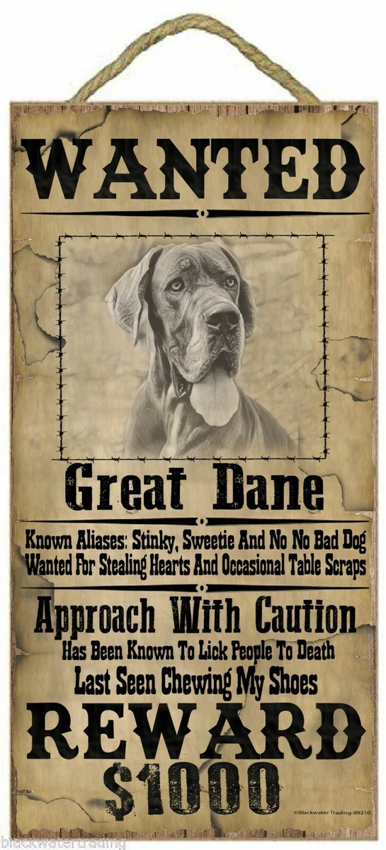 Great dane funny pics 2025
