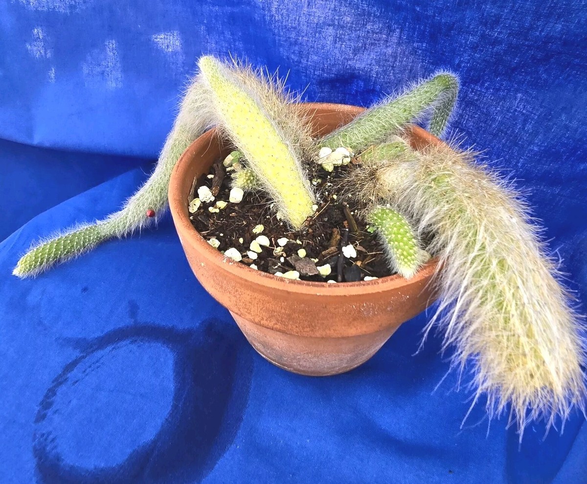 Monkey Tail Cactus large In Bloom- Hildewintera