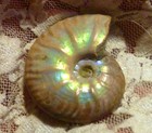 40mm Iridescent AMMONITE FOSSIL 100 MYO Madagascar OLD STOCK 86.5 carats — photo 7