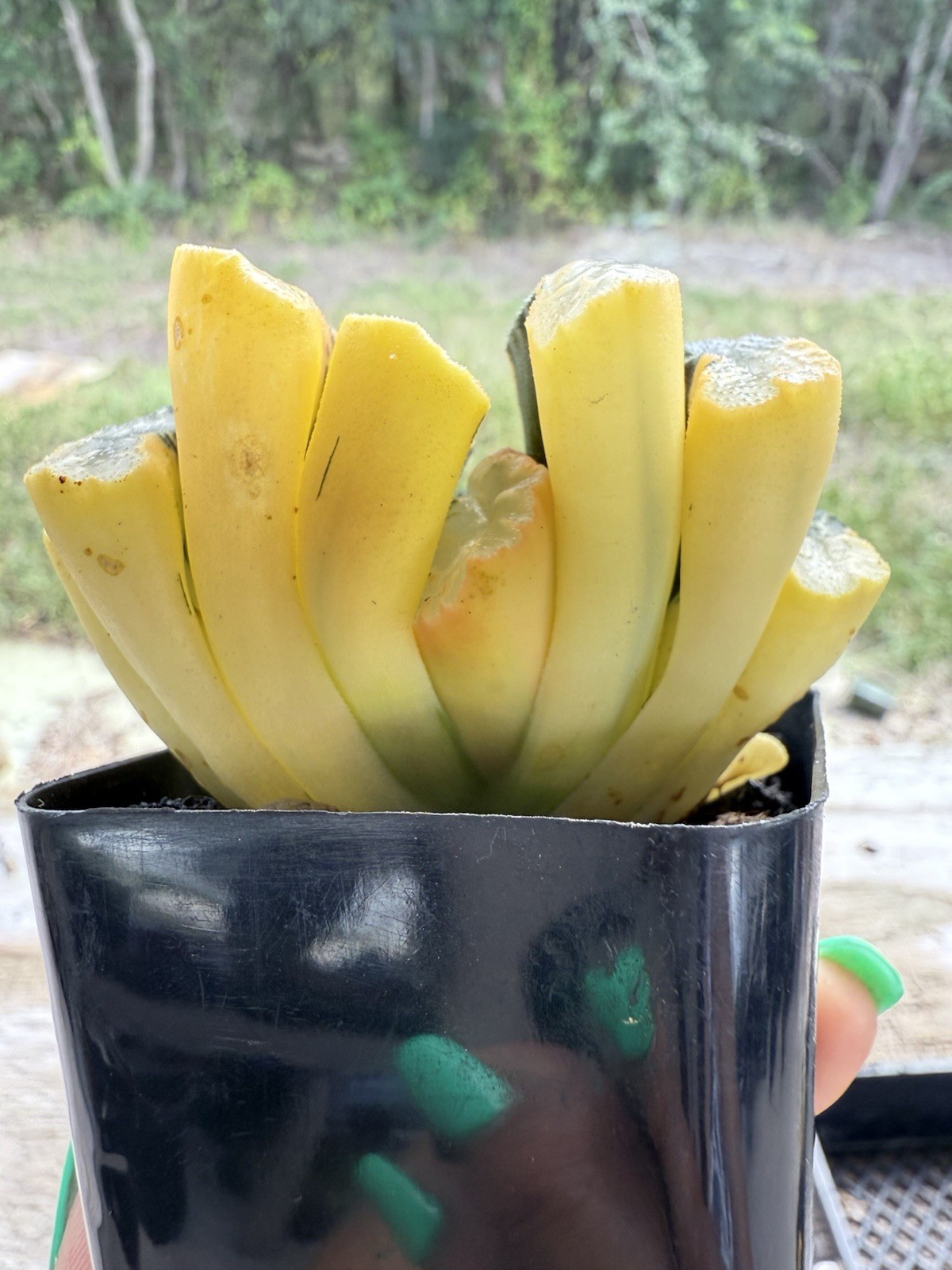 Haworthia Truncata Salmon Variegation Rare African Horse Teeth Succulent