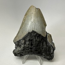 Megalodon Shark Tooth 4.71 Inch - Feeding Damage - Natural - Real Fossil 20022