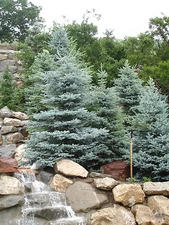 Colorado Blue Spruce, Picea pungens glauca, Tree Seeds (Hardy Evergreen)