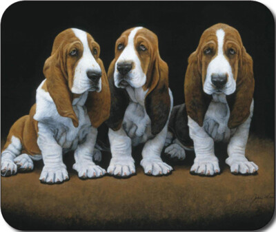 large basset hound