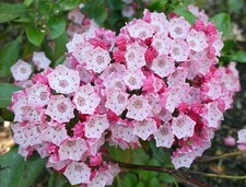 Kalmia latifolia, laurel de montaña, arbusto de calicó, madera de cuchara - 50 semillas