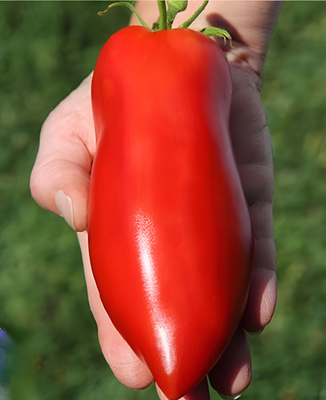 #ad #ad 100 Heirloom Super Italian Paste Tomato Seeds High Yields 6 10oz Indeterminate $2.99