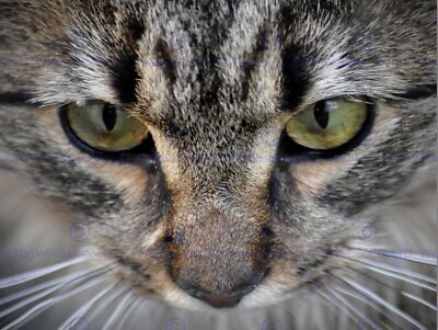 86486 DETAIL CAT FACE EYES NOSE DOMESTIC PET COOL Decor Wall Print Poster