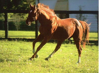 1973 Triple Crown Winner SECRETARIAT Horse Racing Postcard James Archambeault