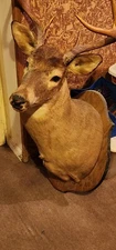 8 Point Whitetail Mounted Deer