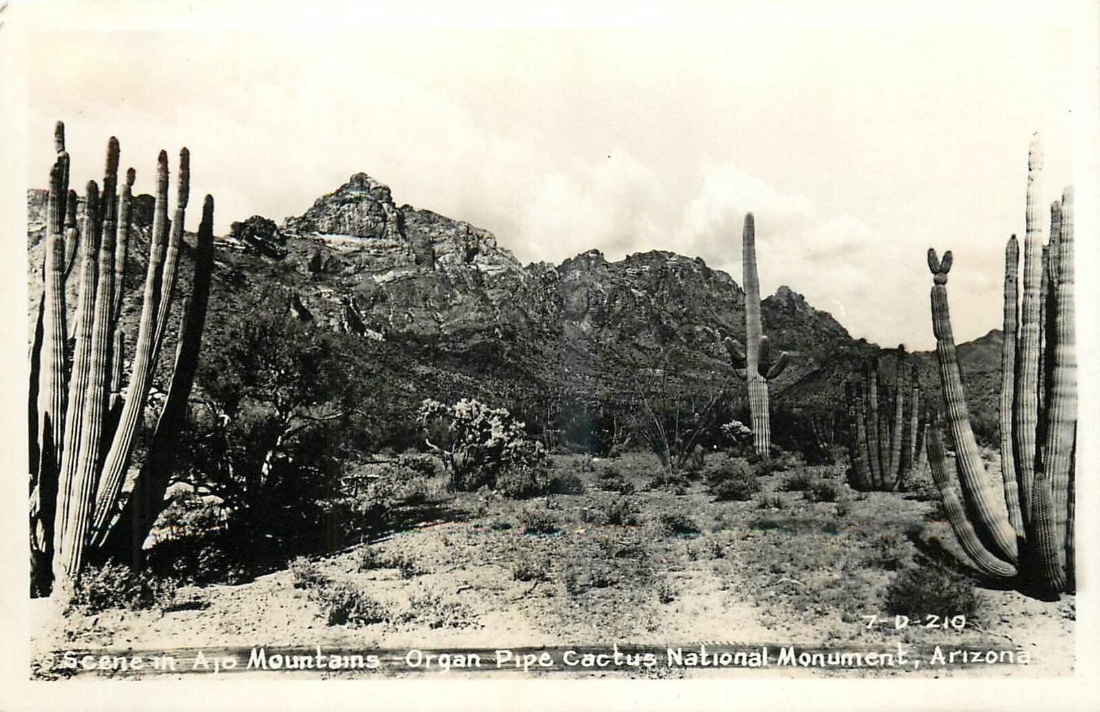 1950s National Monument Arizona Ajo Mtns Organ Pipe Cactus RPPC Postcard 25-2379
