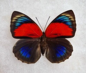 Agrias Claudina | eBay