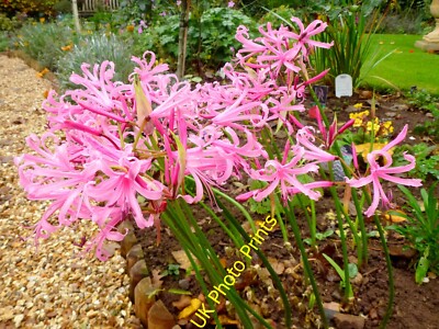 Foto 12x8 Nerine Lilie, Nerine Bowdenii Ross-on-Wye zuverlässigste für Autu c2015