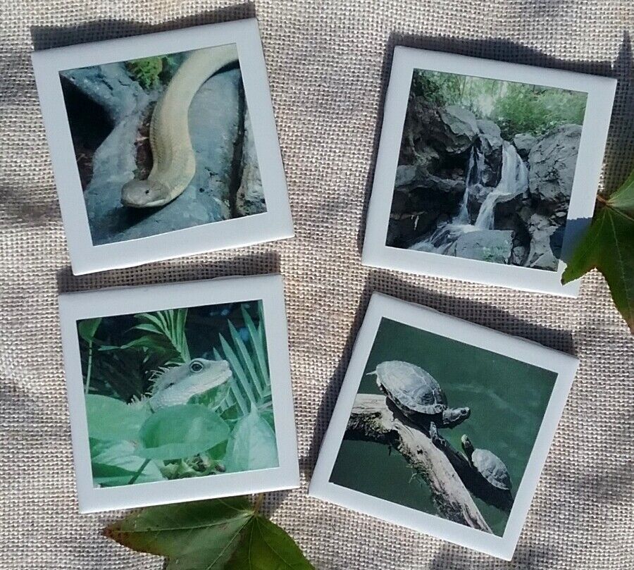 Handmade Reptile Photo Coaster Set, Nature Themed Decor, Reptile Lover Gift