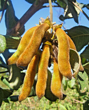 1000+ Semillas de frijol de vaca de vaquera de terciopelo (Mucuna pruriens) para plantar