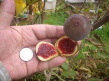 Fig tree Cuttings ,Col de Dame Grise , healthy, delicious, hardy, 6 pieces   !