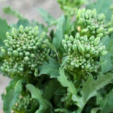 Broccoli Raab Seeds 300+ Spring Rapini Vegetable NON-GMO HEIRLOOM FREE SHIPPING