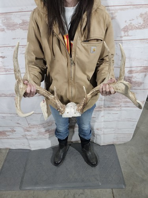 #ad #ad Wild 10 Point Whitetail Deer Antler Rack Skull Plate Man Cave Cabin Typical 142quot; $179.00