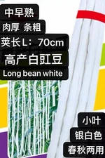 70Ct White Yard Long Bean Seeds Asparagus Green Chinese Asian Seed70粒高产大肉白豇豆2024