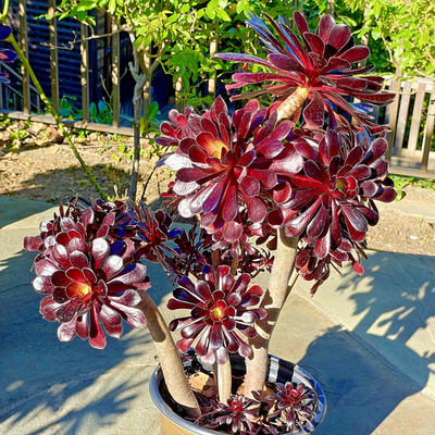 succulents for sale wholesale 2