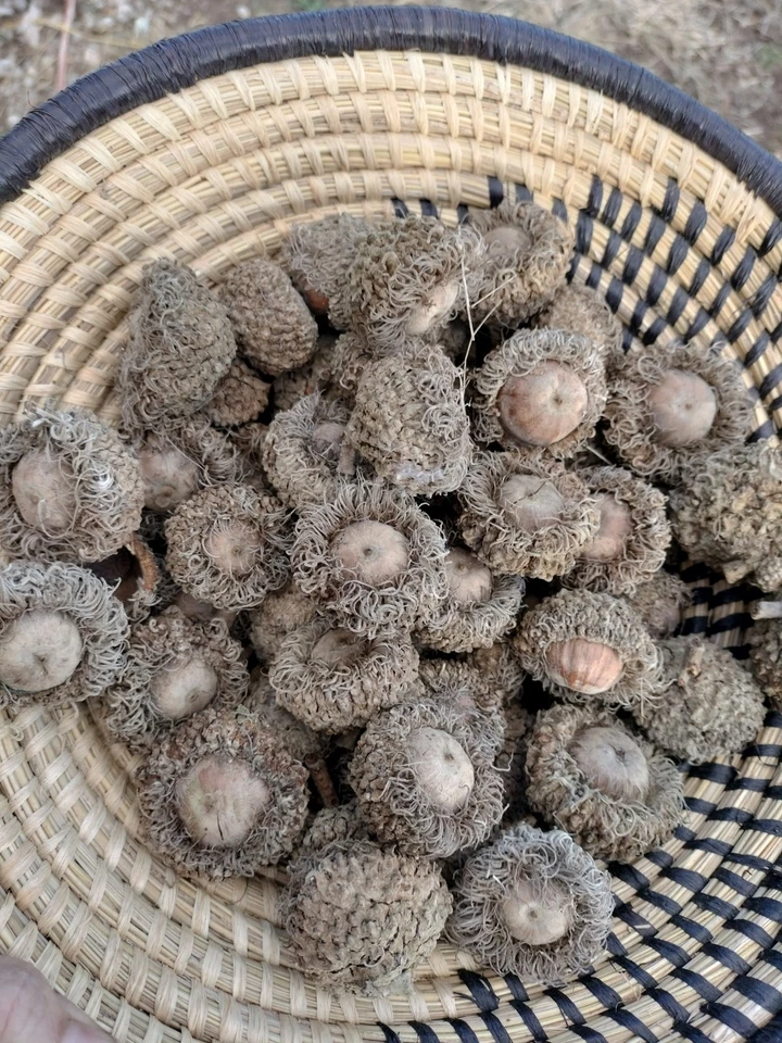 20 Burr Oak Tree Acorns Large Burr Oak Seeds For Planting/Crafts/Wildlife - Image 2 of 4