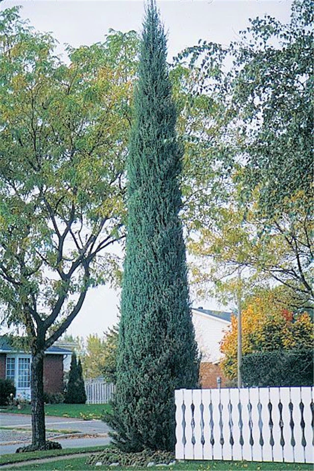 Cupressus sempervirens, Italian Mediterranean cypress - 100 to 1000 - Image 2 of 4