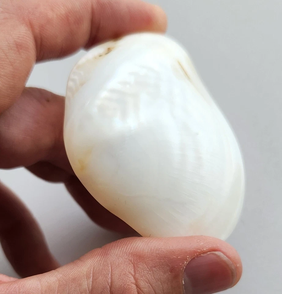 Beautiful Natural Freshwater Clam Shell Iridescent White Specimen Polk County TX - Image 3 of 4