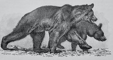 c1894 Antique Bear Print THE TYPICAL BEAR Royal Natural History by Lydekker