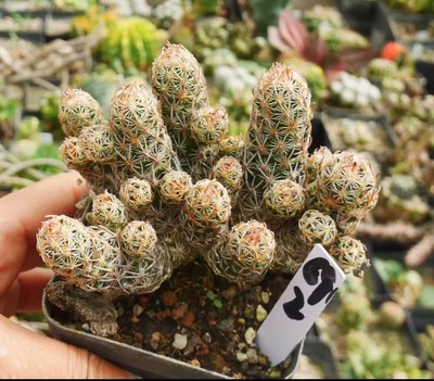 Rare Succulent Living Plant Escobaria minima WYSIWYG Self Rooted Garden Boutique