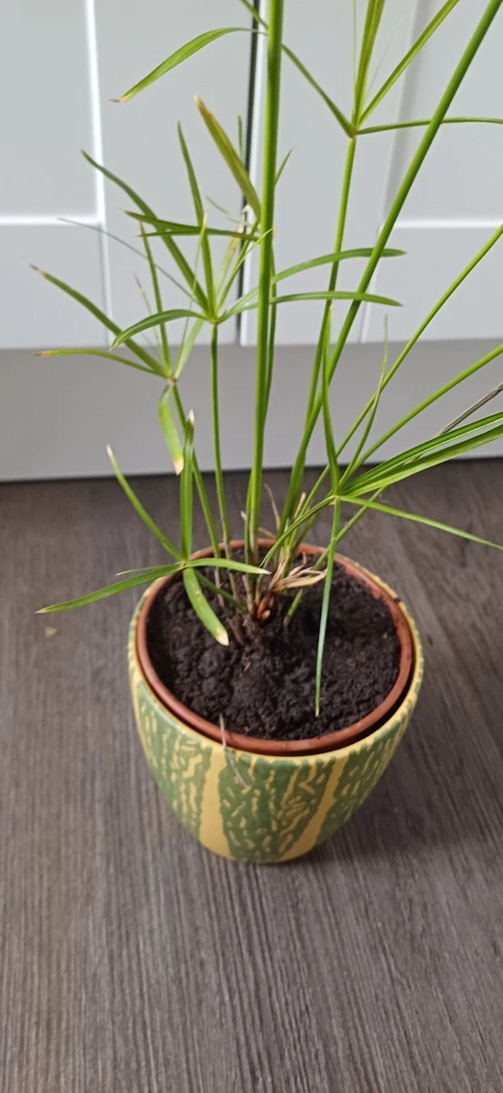 Cyperus Papyrus in Gewurzelte Zimmerpflanzen online kaufen | eBay.de