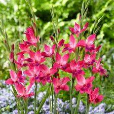 Easy to Grow Gladiolus Volcano 10 Plant Bulbs, Spring Summer Zones 5-10