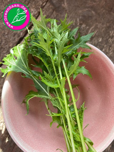 MIZUNA ASIASALAT 🌿feiner Japankohl 🌱 300+ Samen Rübstiel Balkon ertragreich - Bild 7 von 8