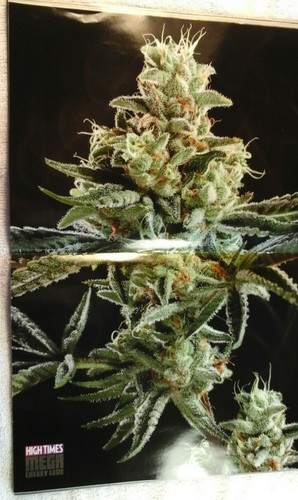 High Times Nov 2019 The Sports Issue NFL - Picture 10 of 12