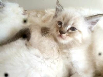 Jersey Wooly Purebred Angora X Netherland Dwarf 7wk Baby Rabbits Rabbits Gumtree Australia Gosnells Area Gosnells 112125 Netherland Dwarf Pets Rabbit