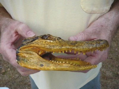 Gator Def (G-Def-82) 6-1/8