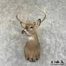 #31494 P | Whitetail Deer Taxidermy Shoulder Mount For Sale