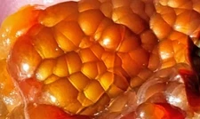 Vintage 1970s Deer Creek Arizona Fire Agate Rough 1.1 Oounces