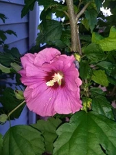 50+ Pink Rose of Sharon Seeds (Hibiscus syriacus, Aphrodite Althea) 2024 Fall