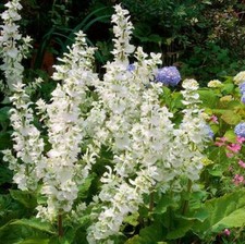 Salvia sclarea 'Vatican White', White Clary Sage, Hardy Perennial - 20 Sementes