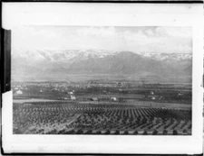 Orchards Orange Groves Of Redlands From Smiley Heights 1895 Califo - Old Photo