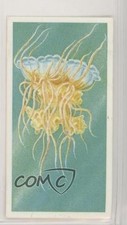 1986 Brooke Bond Incredible Creatures Tea Lion's Mane Jellyfish #17 z6d
