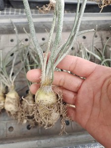 Astrophytum Caput Medusae | eBay