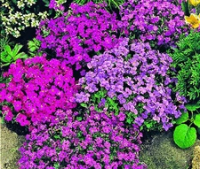 AUBRIETA ROCK CRESS ROYAL MIX Aubrieta Hybrida - 500 Bulk Seeds
