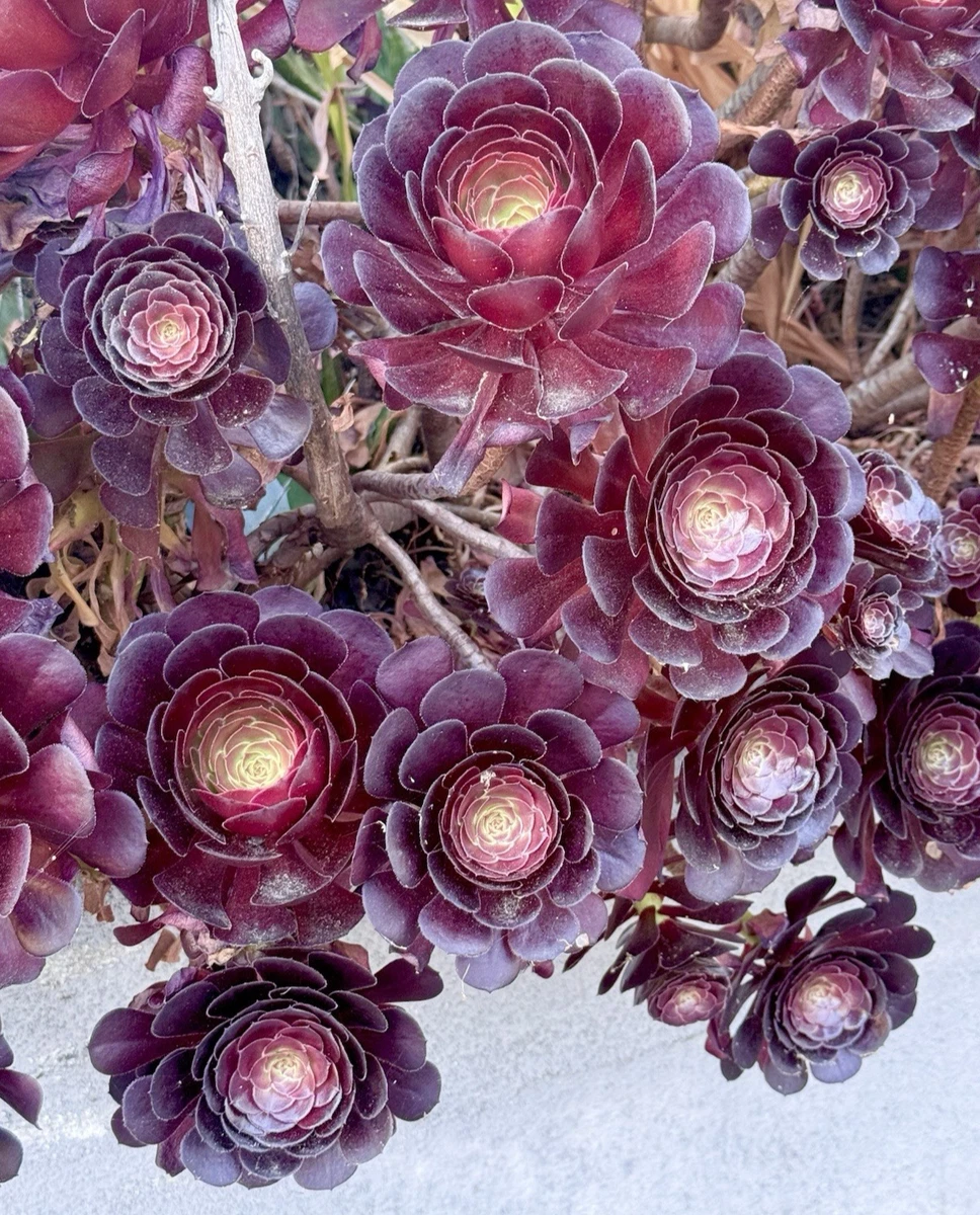 莲花掌开花cactis 、多肉植物| eBay