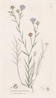 Linum angustifolium Lein flax flower Blume Botanik botany Sowerby engraving 1797