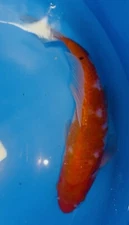 11 Inch Kohaku  Koi, Kuronuma Black Swamp Koi Farms